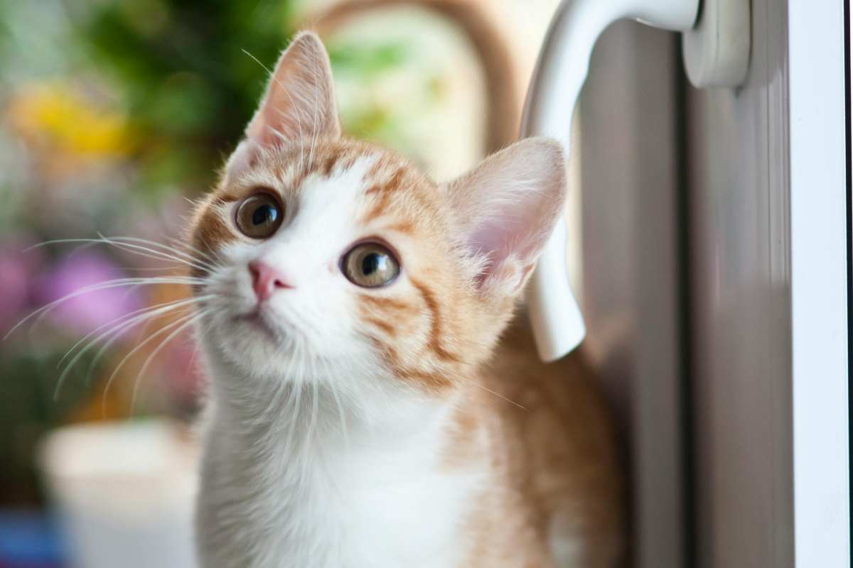 Un gattino bianco e rosso