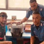 Il gattino salvato dai carabinieri a Piacenza