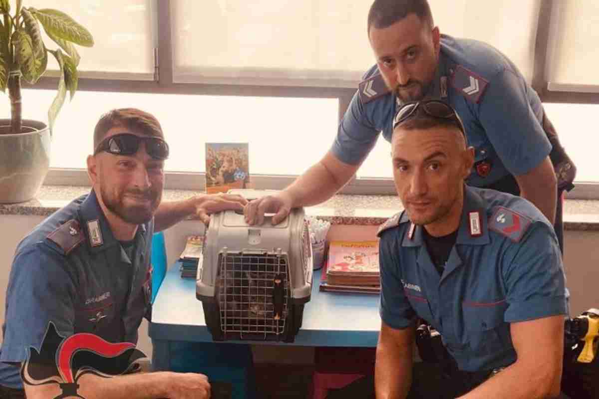 Il gattino salvato dai carabinieri a Piacenza