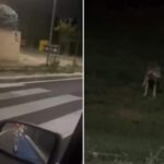 lupo a roma