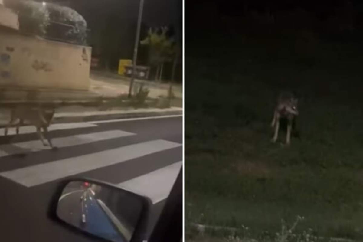 lupo a roma