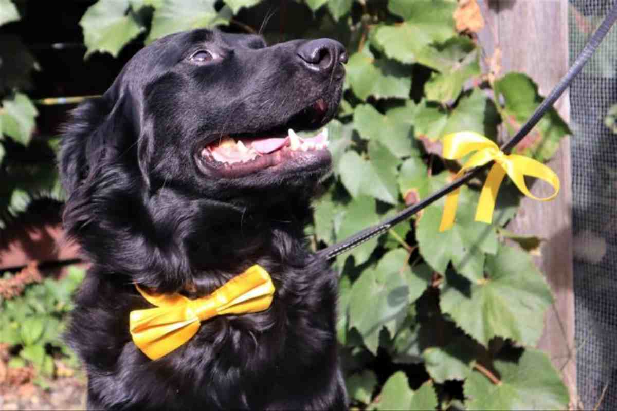 nastro giallo cane