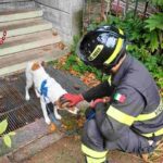 Il cane salvato dai vigili del fuoco