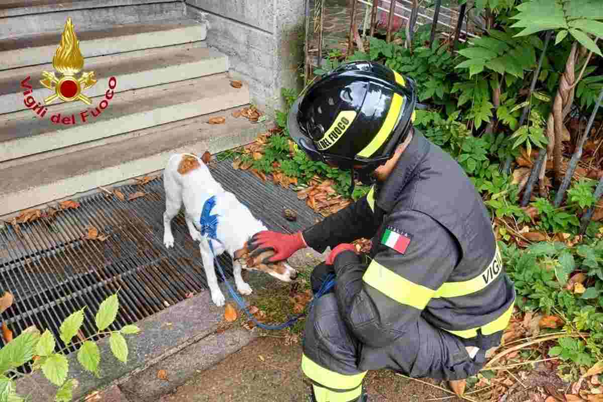 Il cane salvato dai vigili del fuoco