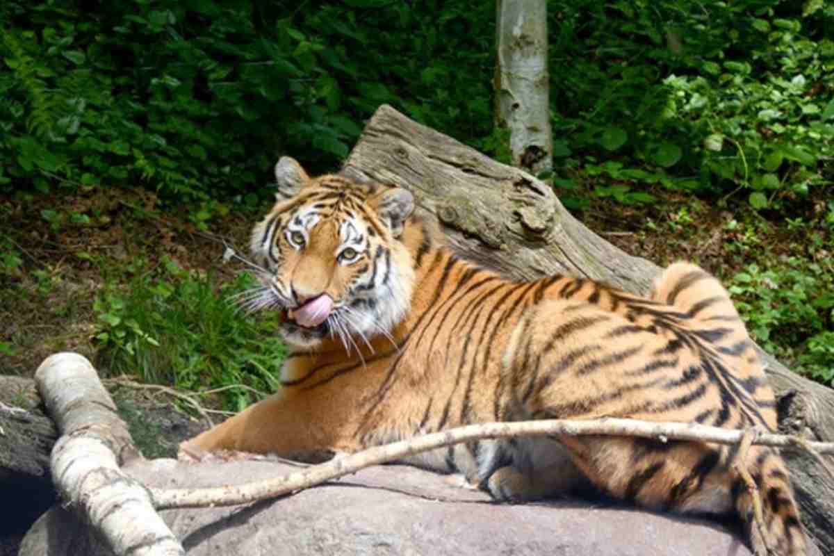 Una grossa tigre con la lingua di fuori sdraiata su una roccia