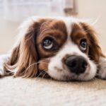 Primo piano di un tenero cane poggiato con il muso sul divano