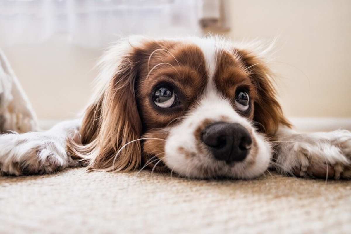 Primo piano di un tenero cane poggiato con il muso sul divano