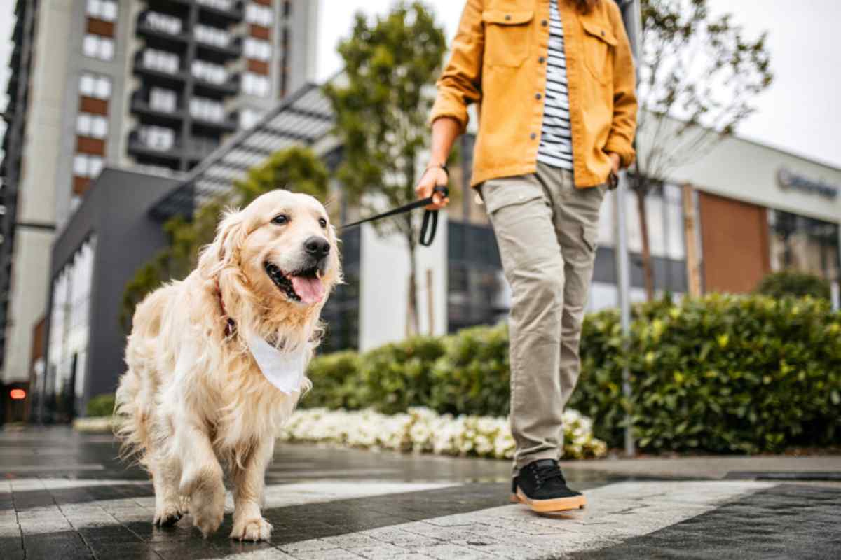 Un uomo a passeggio con il cane al guizaglio