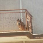 un cane sul balcone