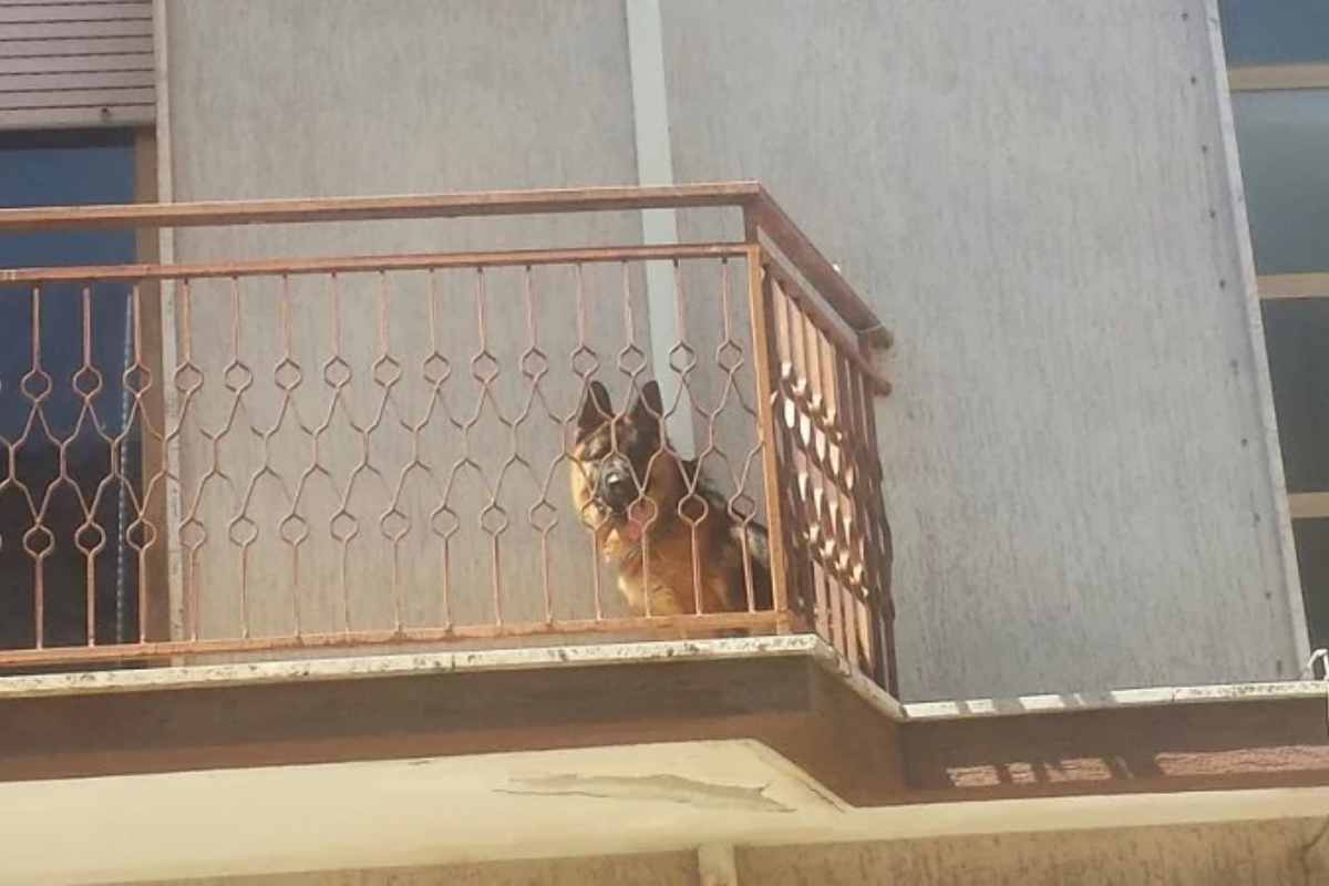 un cane sul balcone