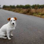 cane abbandonato su strada