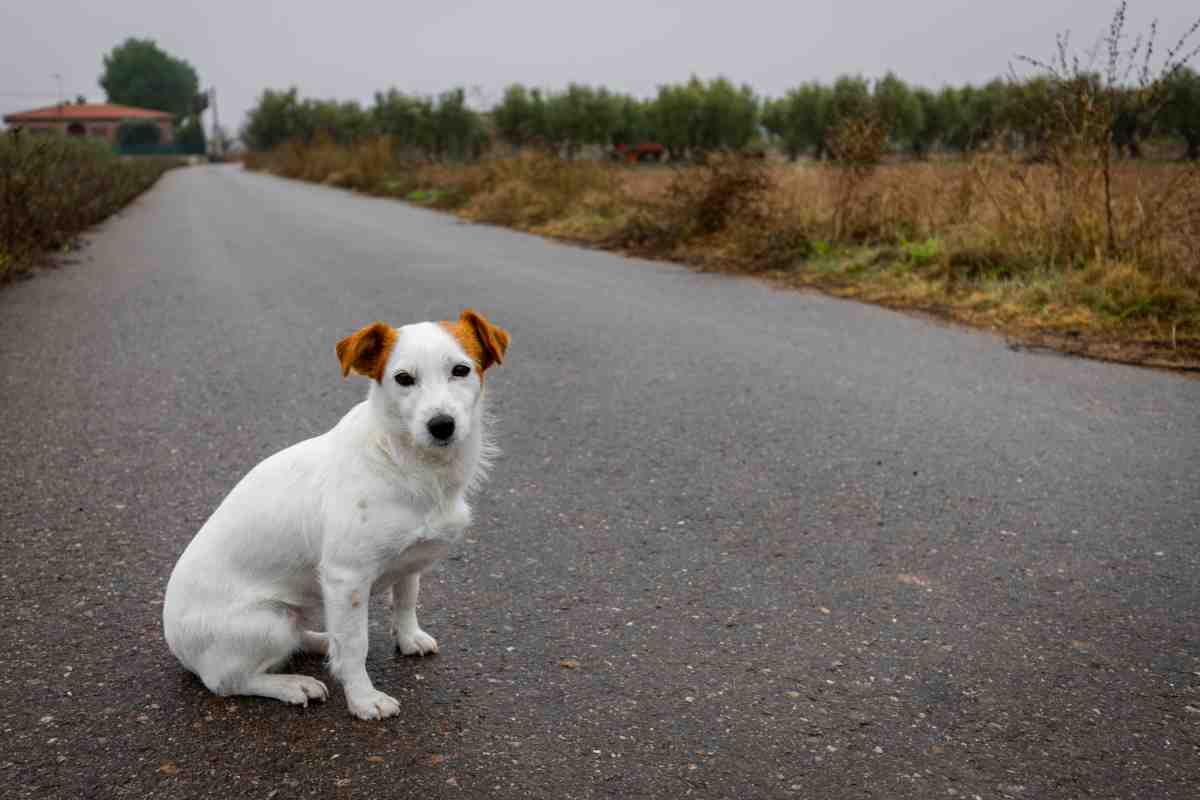 cane abbandonato su strada