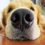 golden retriever, Cani più dolci adatti ai bambini