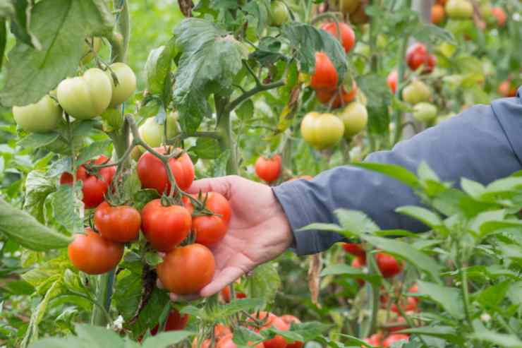 mano su un grappolo di pomodori