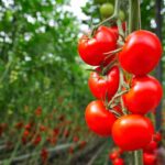 pomodori su una pianta nell'orto