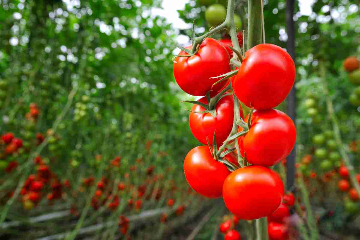 pomodori su una pianta nell'orto