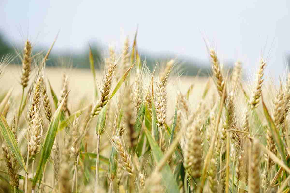 Un campo di grano biologico