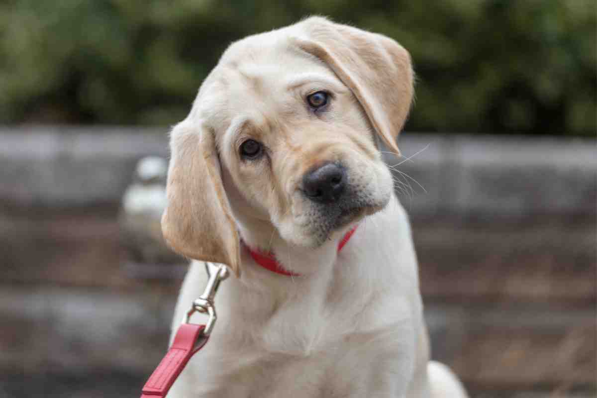 Labrador cucciolo