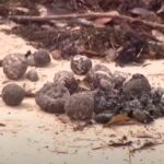 tar balls, le palline di catrame sulle spiagge in australia