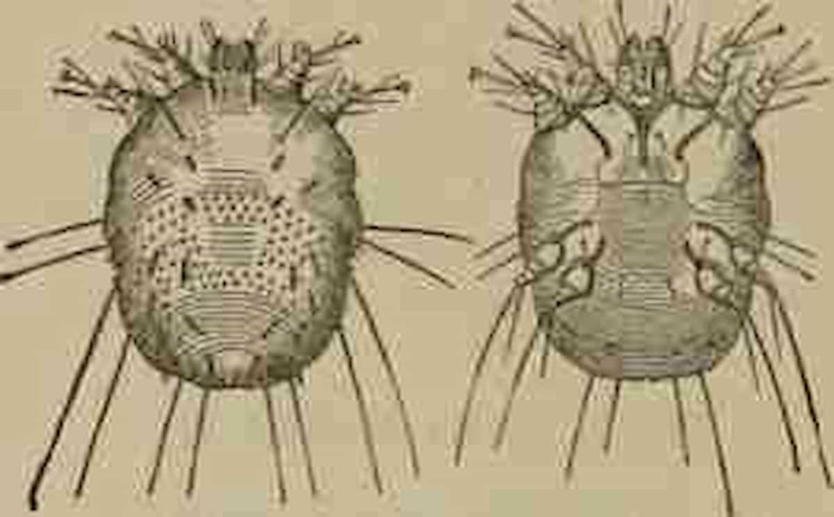 Acaro della scabbia