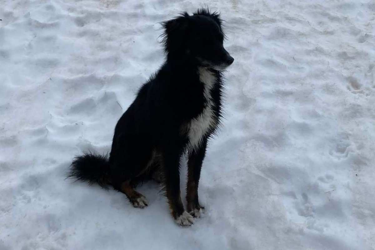 cane ritrovato monte rosa