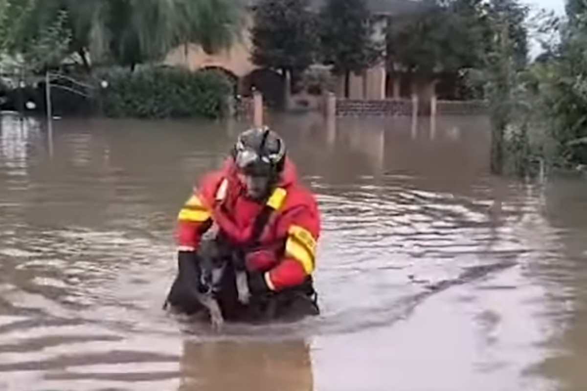 vigile del fuoco salva cane durante l'alluvione in emilia