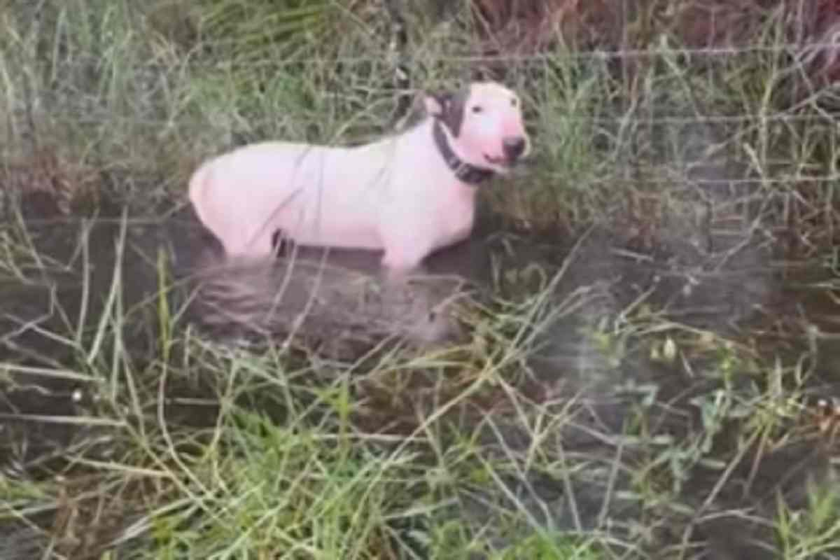 Il cane abbandonato durante l'uragano Milton