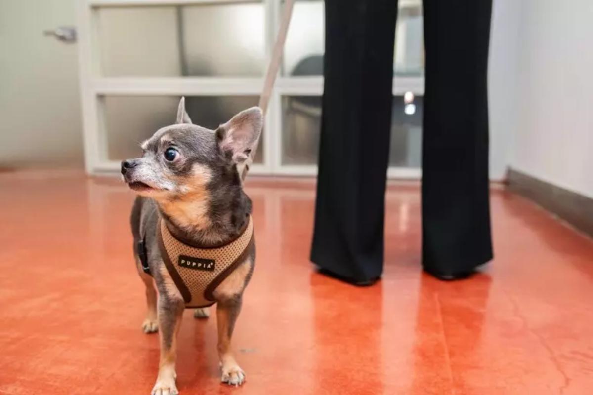 Cane di piccola taglia al guinzaglio