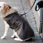 Un cane con il cappottino attende il padrone