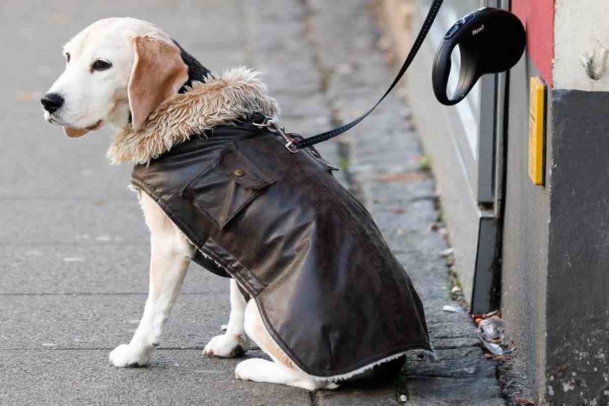 Un cane con il cappottino attende il padrone