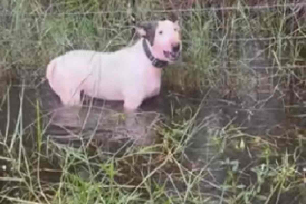 Il cane abbandonato durante l'uragano Milton