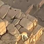 Il cane sulla cima della Grande Piramide di Giza