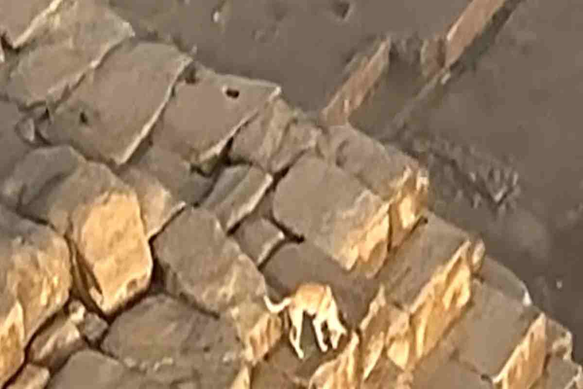 Il cane sulla cima della Grande Piramide di Giza