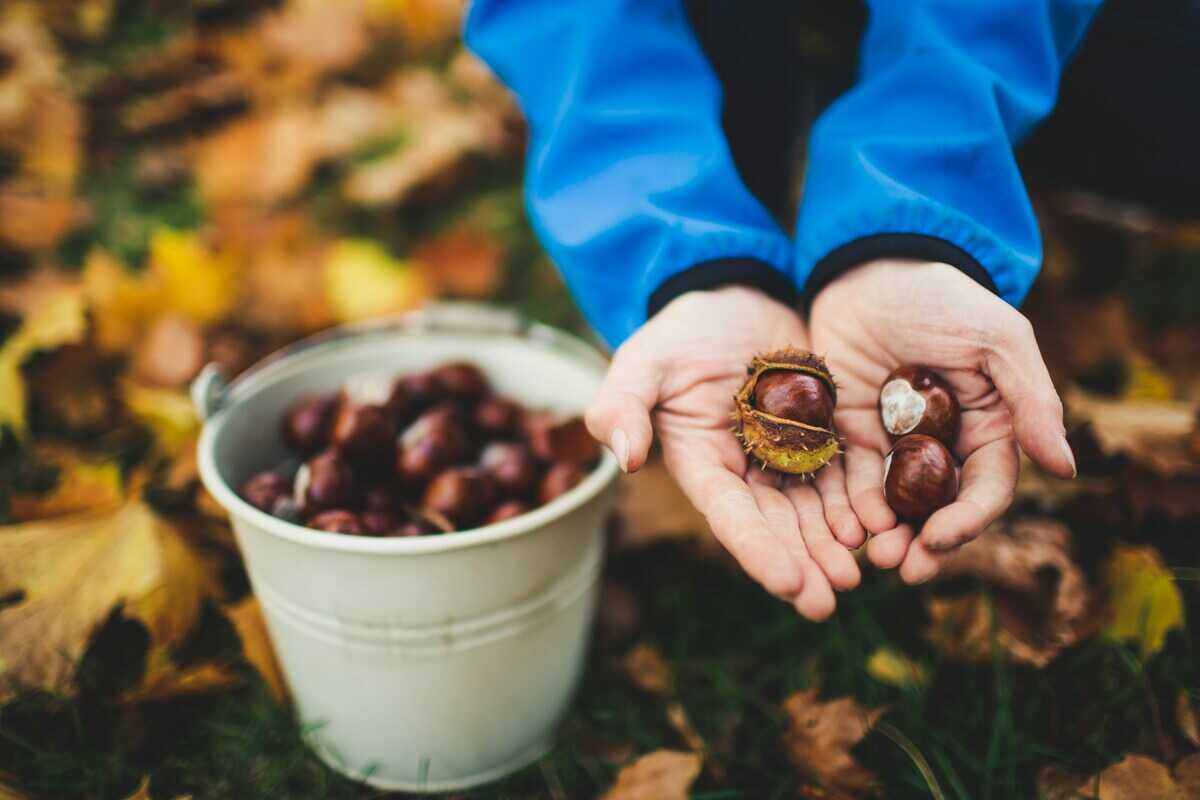 castagne