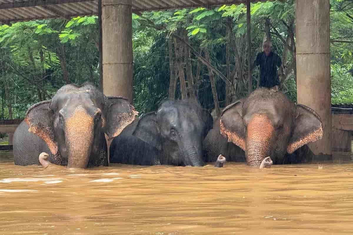 Elefanti sommersi dalla alluvione in Thailandia