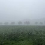 nebbia su un campo di ulivi in umbria