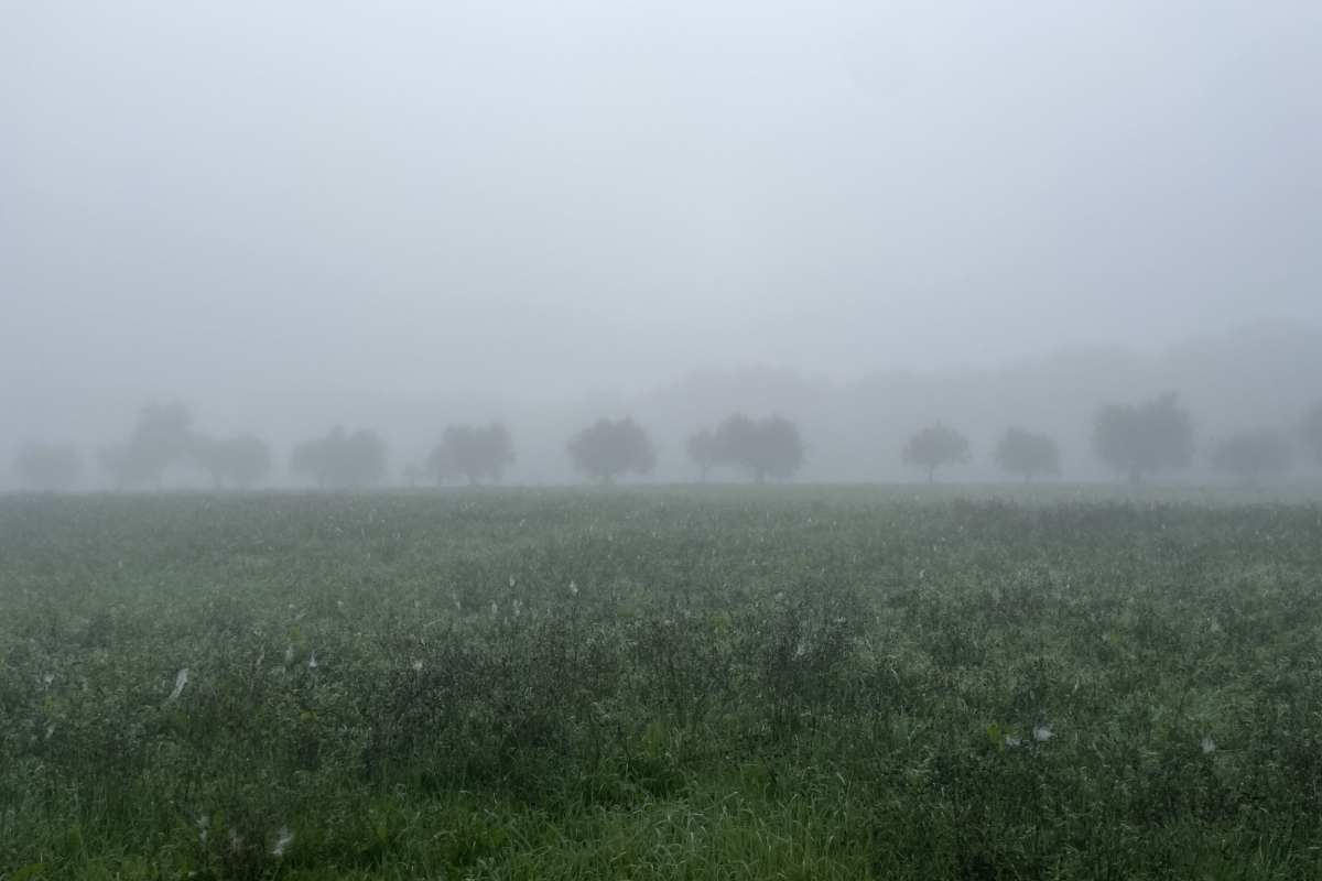 nebbia su un campo di ulivi in umbria