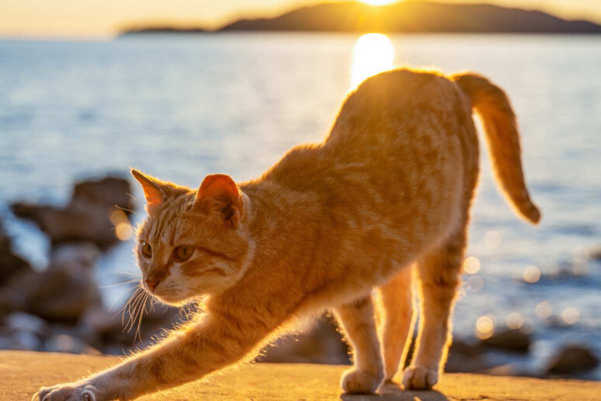 un gatto si stiracchia in riva al mare