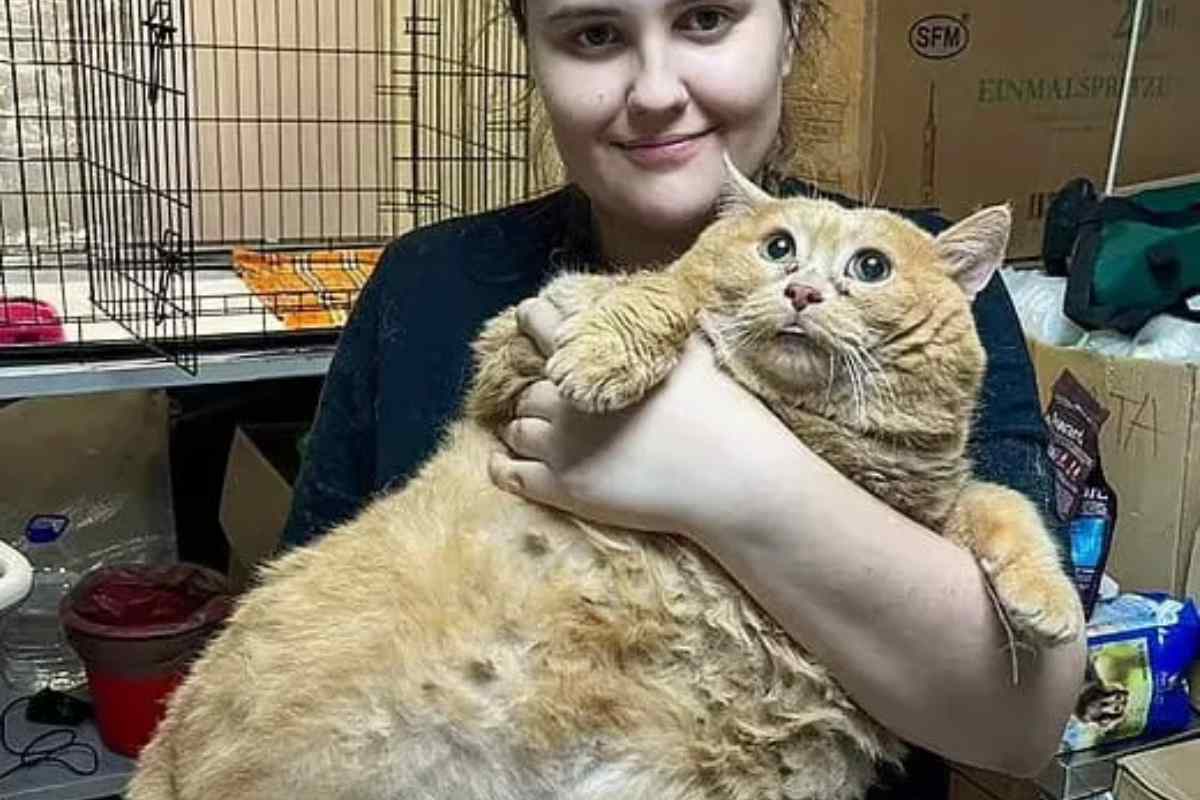 un gatto grasso in braccio ad una ragazza