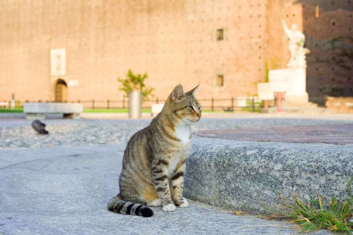 un gatto in strada