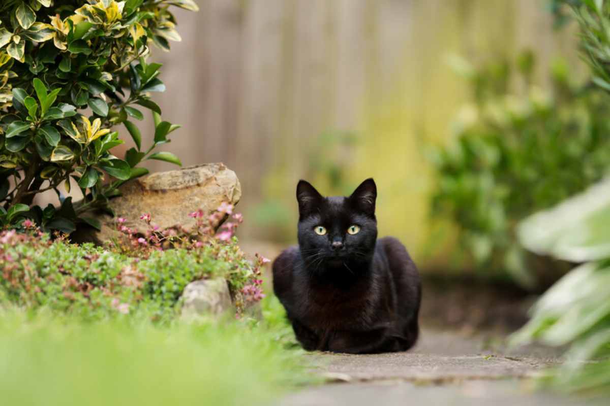 un gatto nero accucciato tra le siepi