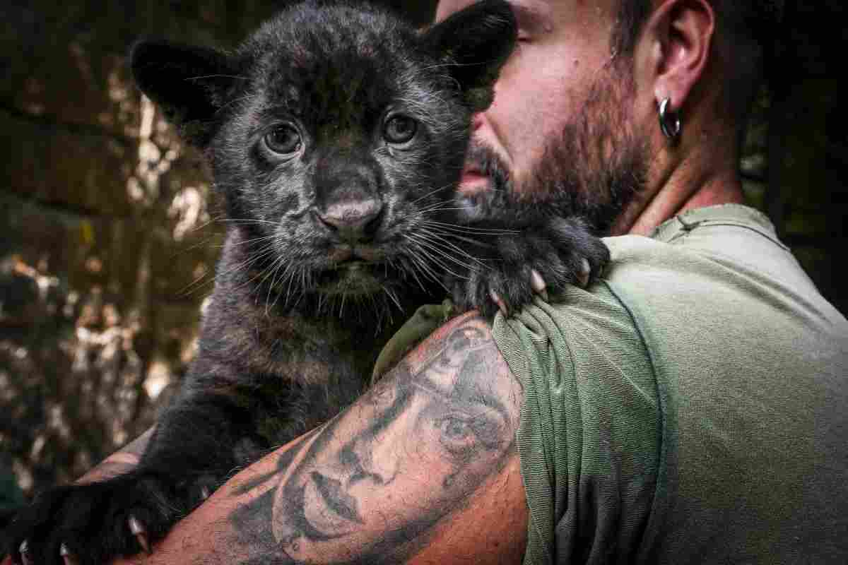 La nascita di un giaguaro nero allo zoo di Napoli