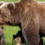 Orsi, mamma e cuccioli