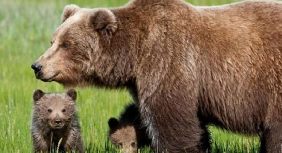 Orsi, mamma e cuccioli