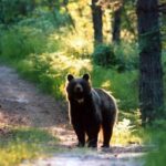 un orso nel bosco