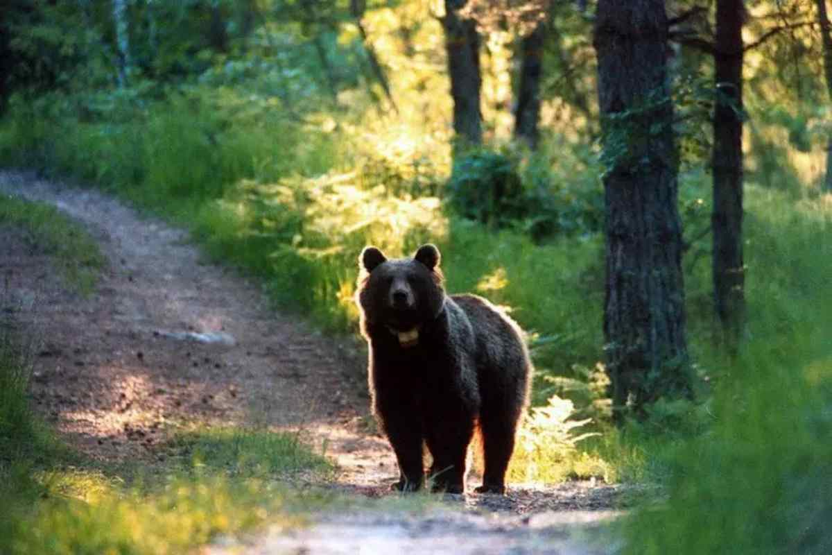 un orso nel bosco