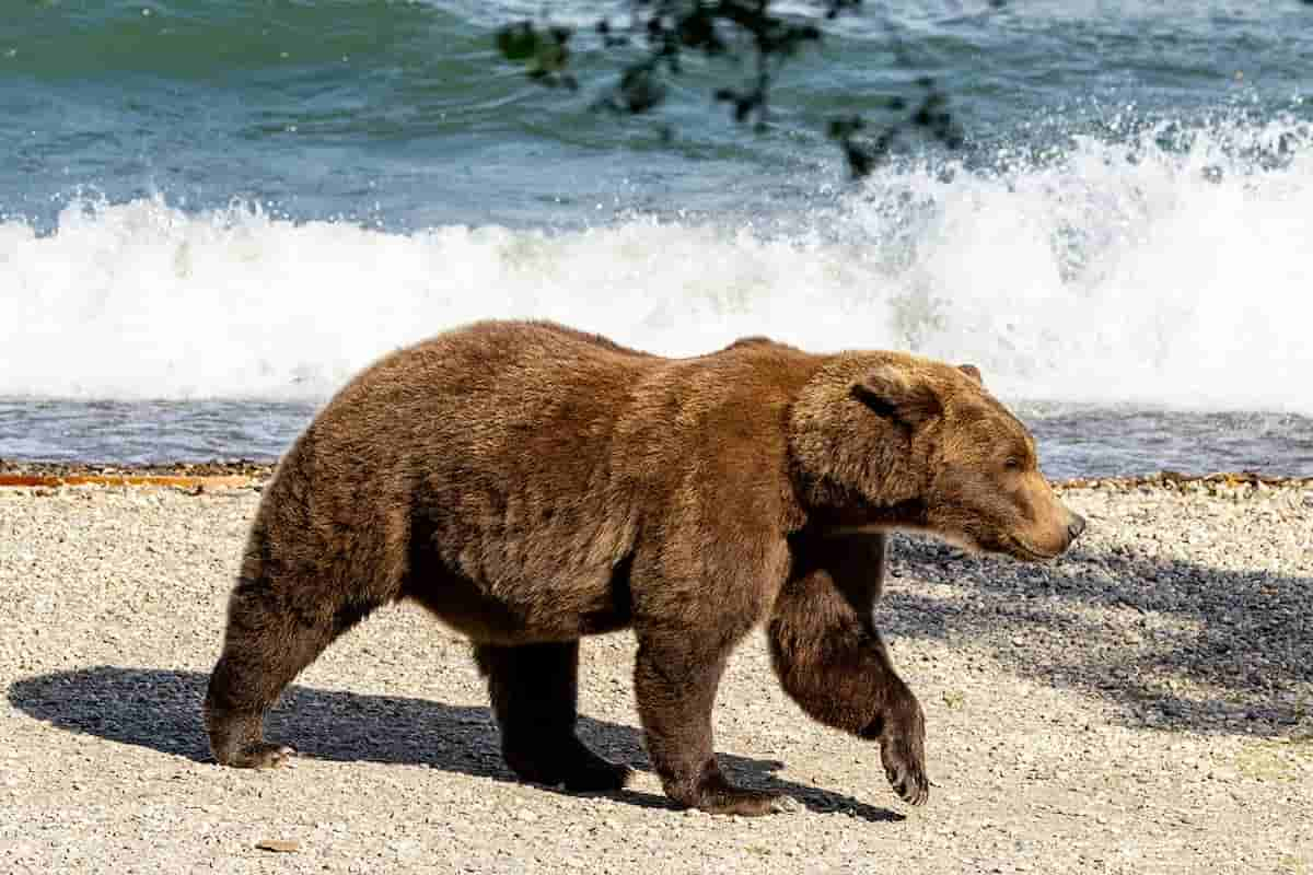 Orsa sulla spiaggia, la gara fra orsi è aperta