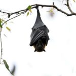 un pipistrello