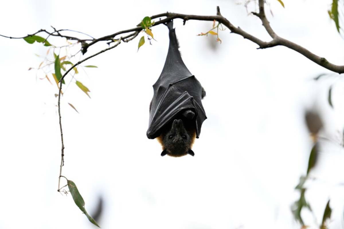 un pipistrello