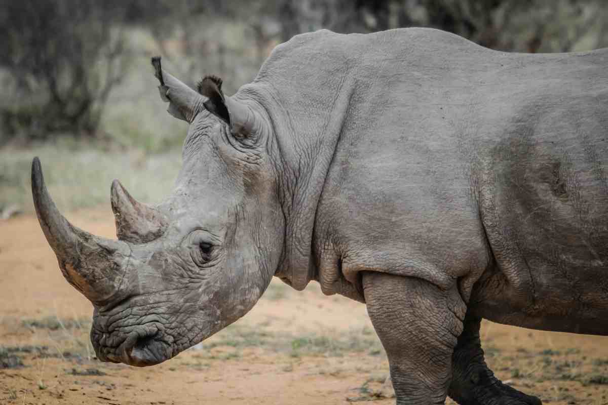 Un rinoceronte africano